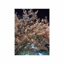 春に気になる髪トラブル！？ご自宅でできるケア