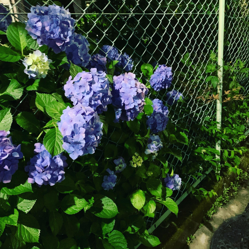 紫陽花