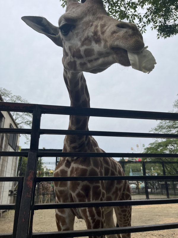 動物大好き娘