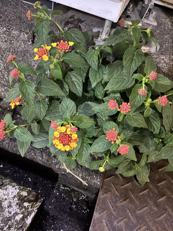 花