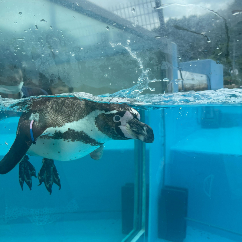 ペンギンさん