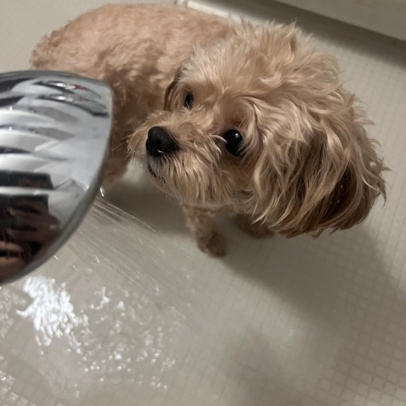 Refaと愛犬
