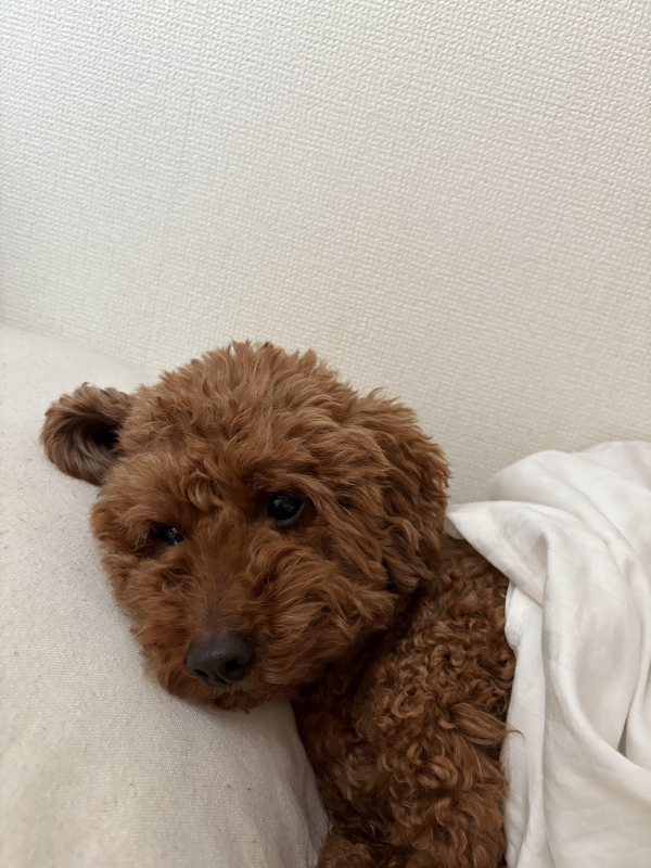私の愛犬