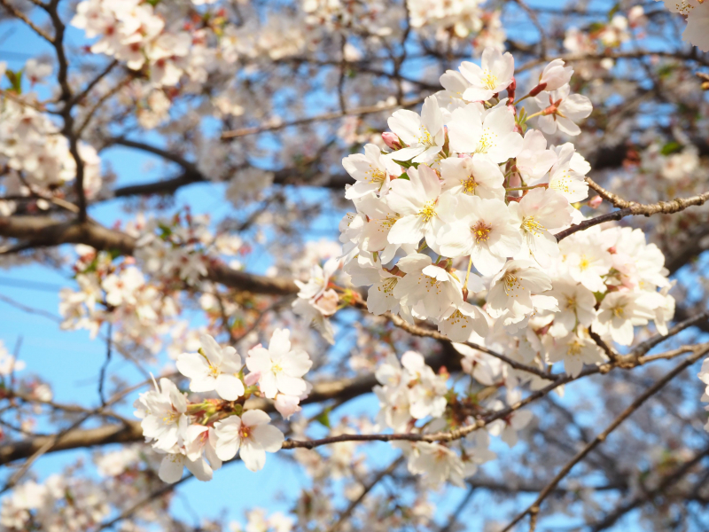 桜は日本の心です！