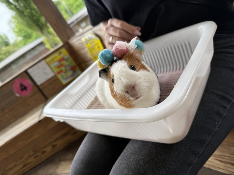 モルモだいすき