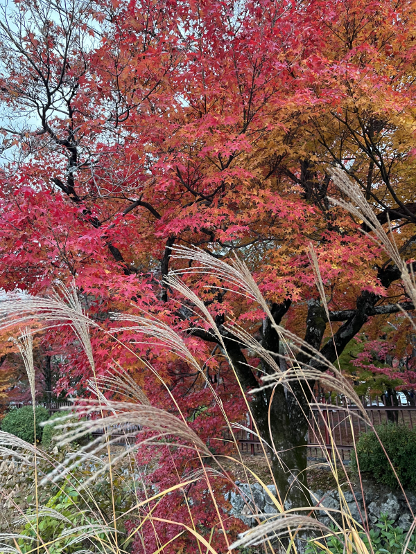 紅葉????