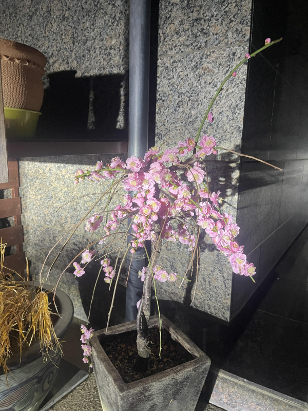 桜