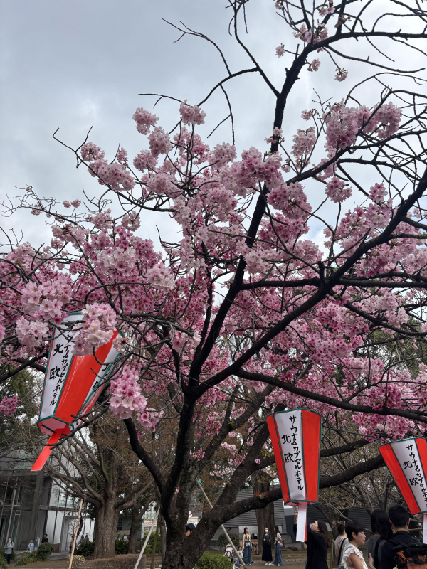 桜????