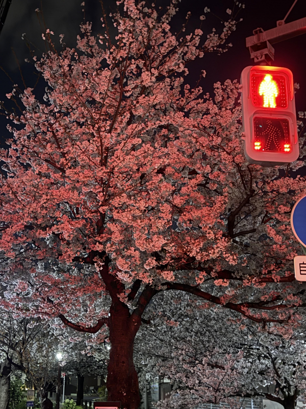 お花見